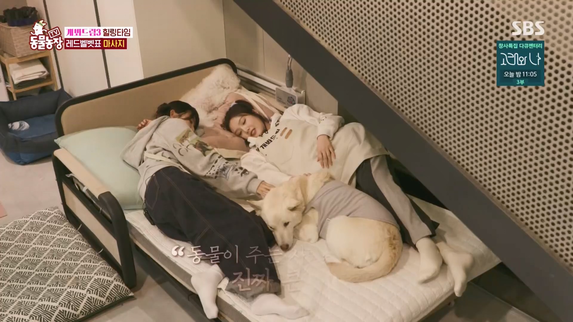 TV 동물농장.E1148.231203p.H264-F1RST.mp4_20231203_181443.756.jpg