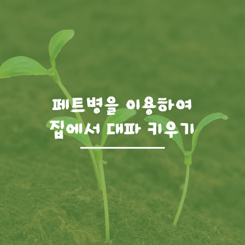  집에서 대파 키우기(feat.페트병을 이용하여 대파 키우기)