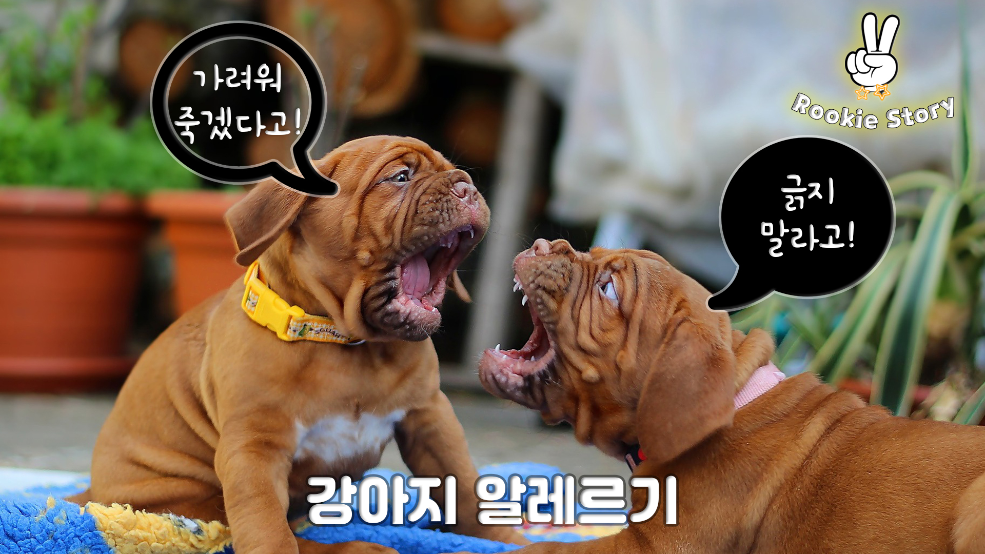 강아지 피부 알레르기 질환