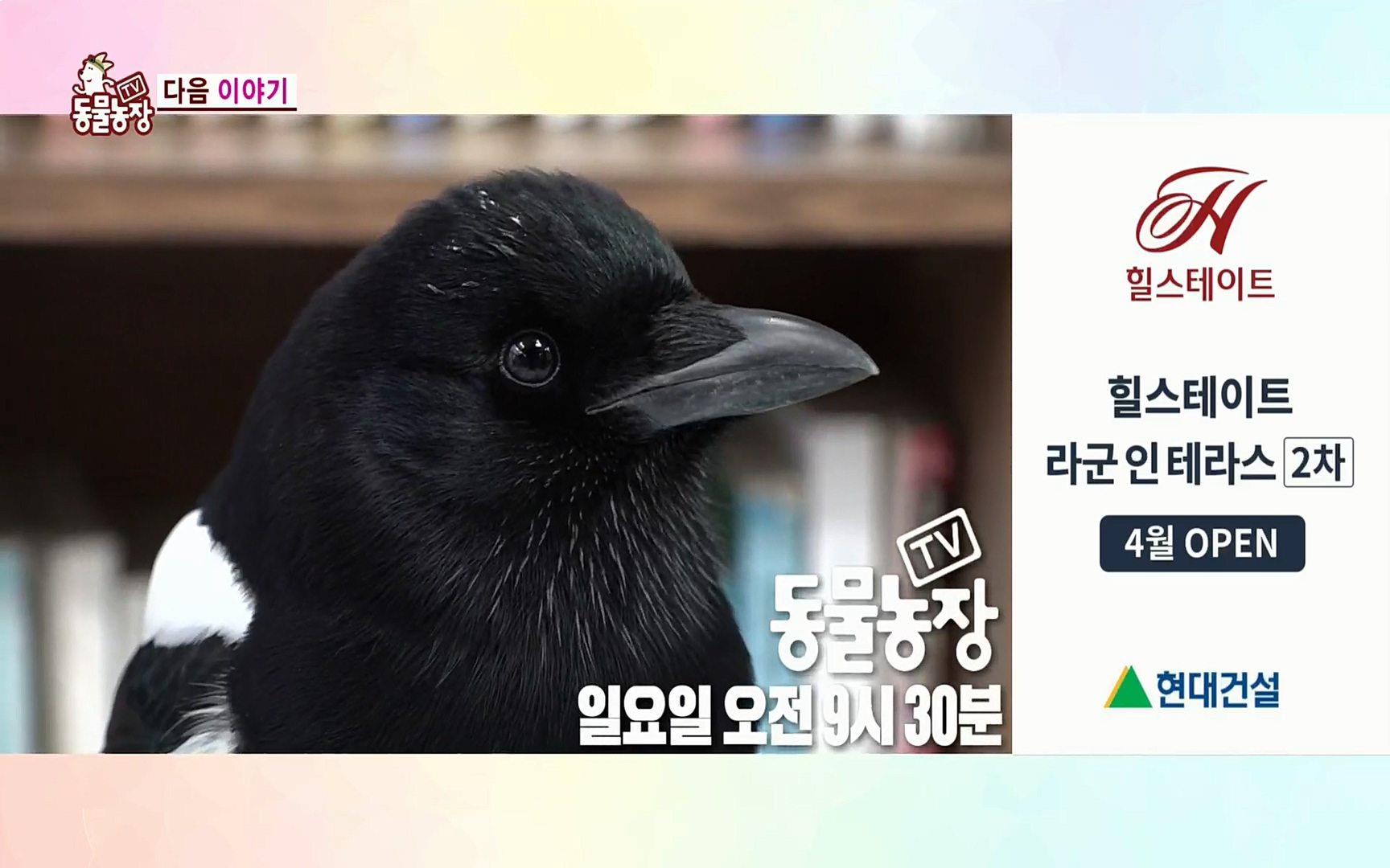 TV 동물농장.E1064.220410p.H264-F1RST.mp4_20220410_185006.541.jpg