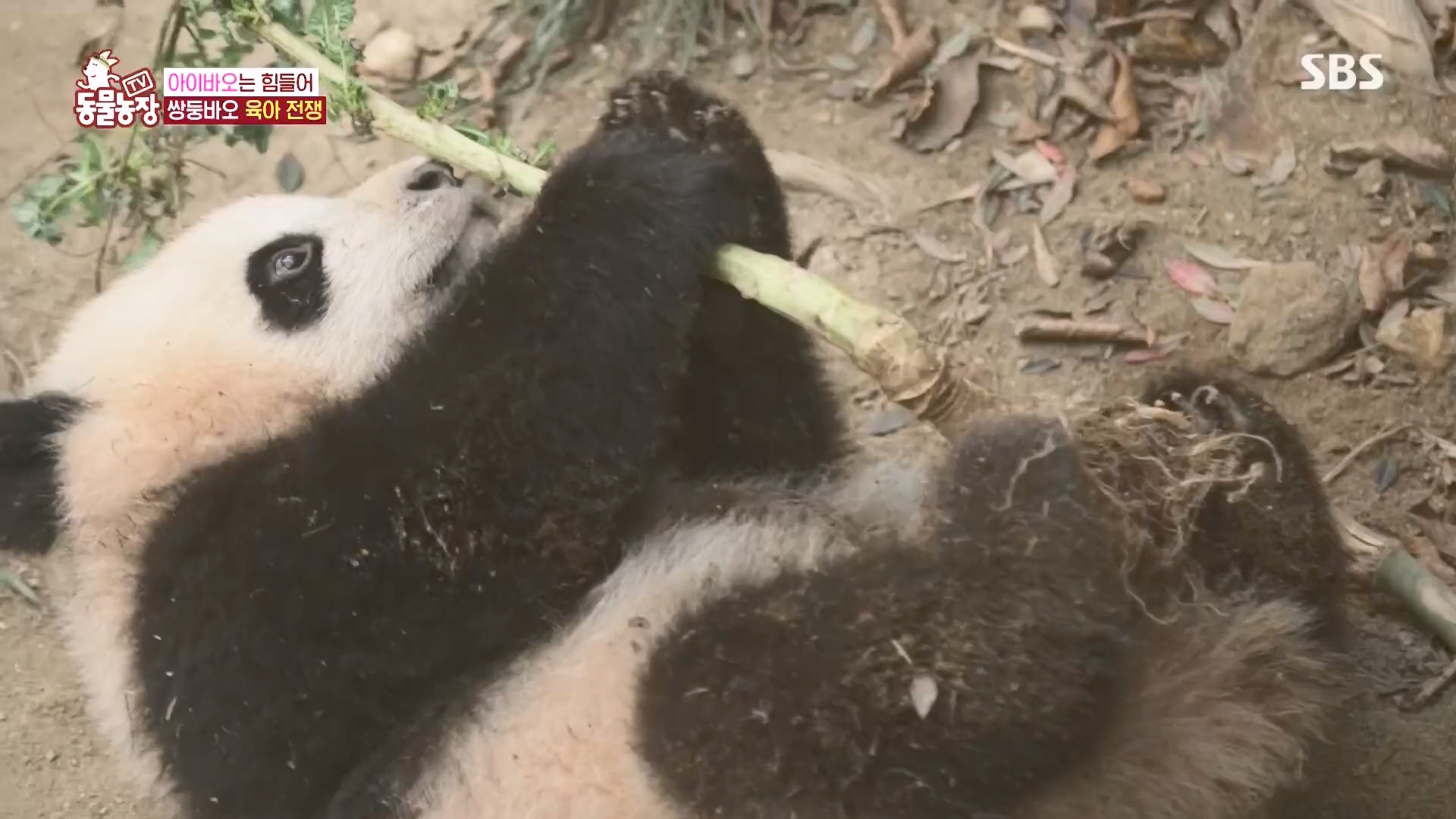 TV 동물농장.E1160.240225p.H264-F1RST.mp4_20240225_165126.135.jpg
