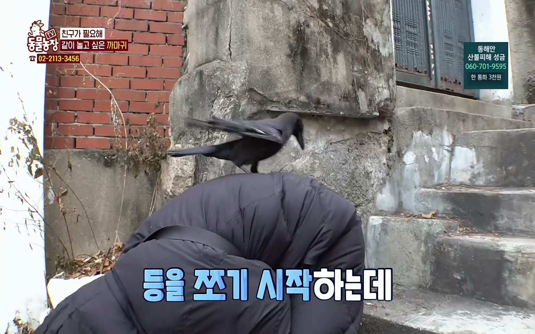 TV 동물농장.E1062.220327p.H264-F1RST.mp4_20220327_174441.811.jpg