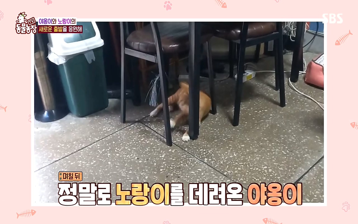 TV 동물농장.E1087.220919p-NEXT.mp4_20220918_180222.427.jpg
