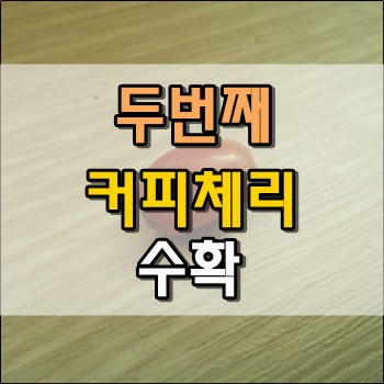  두번째 커피체리 수확 그리고 심다.