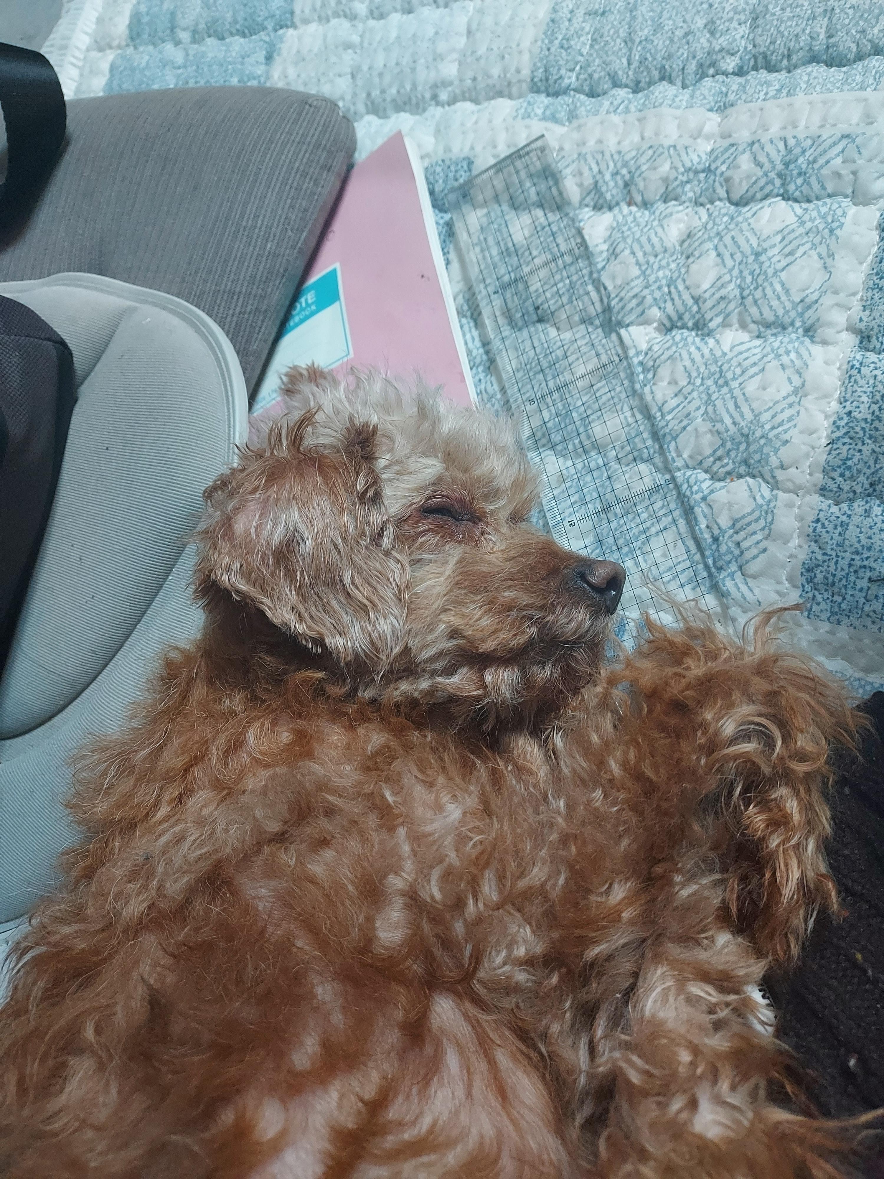  울집콩이