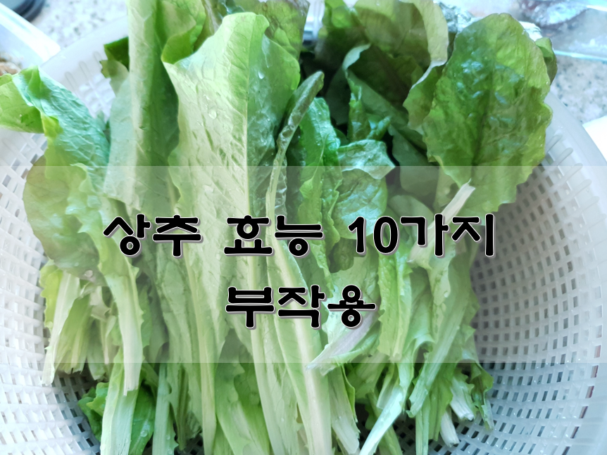  상추 효능 10가지 부작용