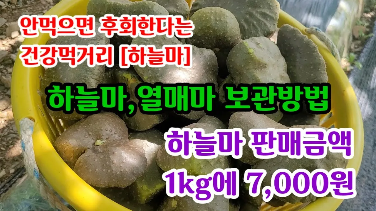 하늘마 가격 보관방법 요리법_7