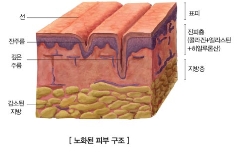  팔자주름없애기, 구하기 쉬운 피부탄력 영양제로 이너뷰티의 힘 끌어올리는 법 - 2편