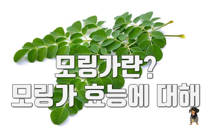  모링가란? 모링가 효능에 대해