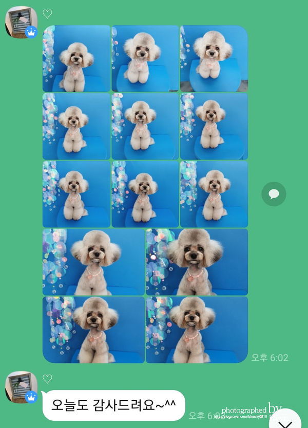 ::모델이 되어도 좋아! 실버푸들 마리 미용 5