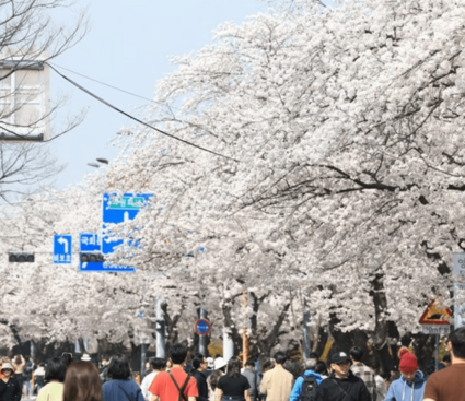 여의도 벚꽃축제 2024 실시간 개화현황 주차장 교통통제 일정보기