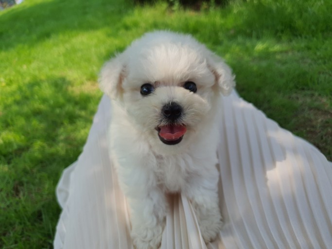 강아지 배변훈련