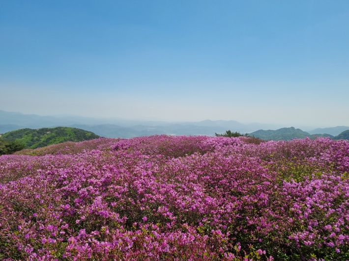 황매산-철쭉