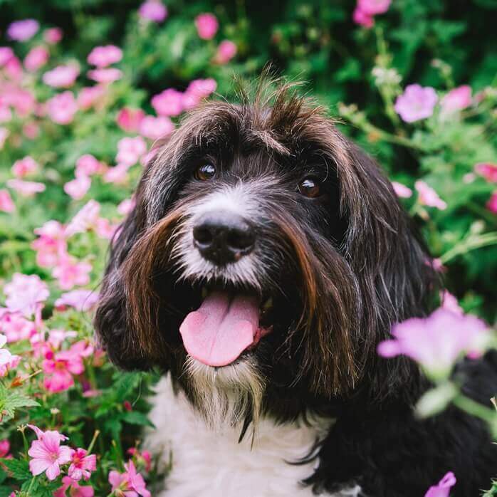 분홍색 예쁜 꽃들이 만발한 곳에 진한 갈색의 긴 털을 가진 개가 웃는 얼굴로 있다.