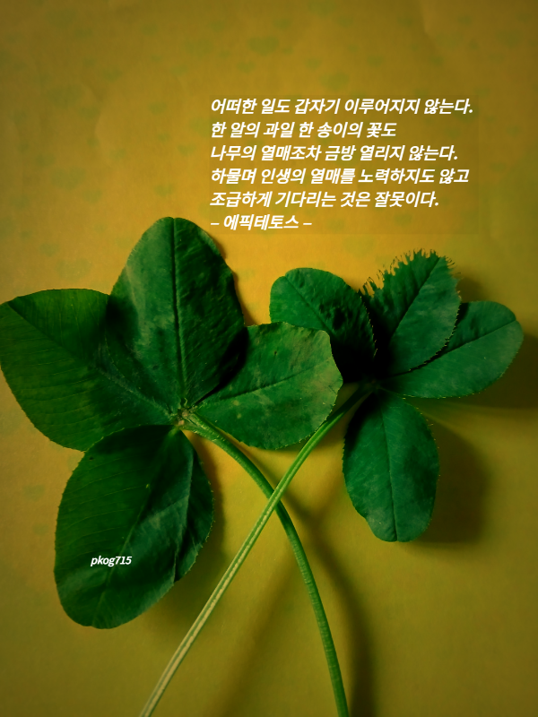 담양클로버 이미지