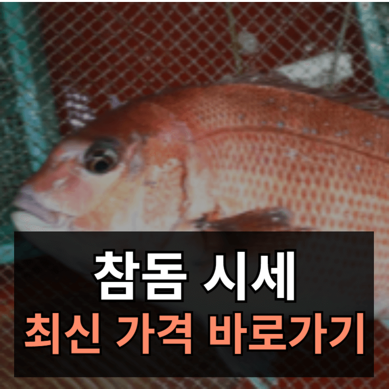 참돔 시세 가격 싯사 최신정보ㅣ참돔 효능