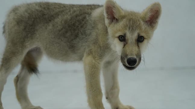 세계 최초 복제 북극늑대 탄생 VIDEO: &#39;World’s first’ cloned Arctic wolf bred in a Chinese lab