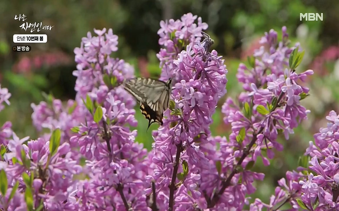 나는 자연인이다.E500.220505p-NEXT.mp4_20220505_180236.211.jpg