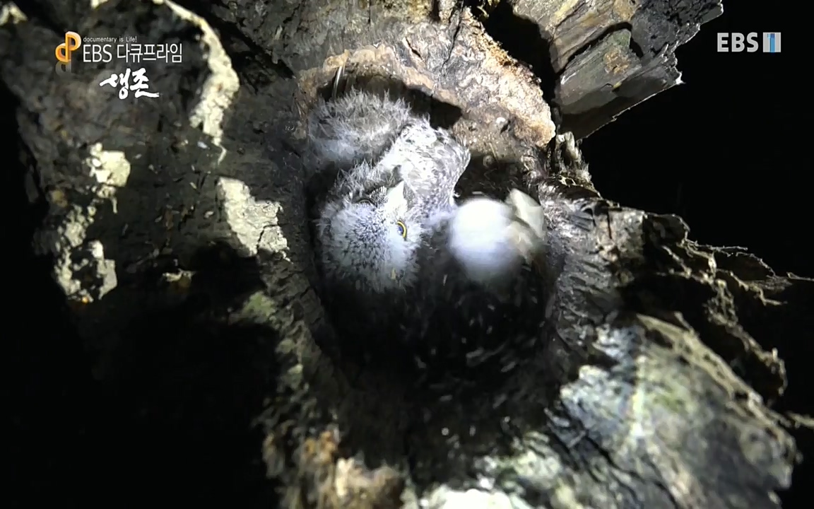 생존 3부_ EBS 다큐프라임_ 220629.avi_20220701_210757.368.jpg