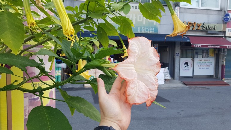 꽃