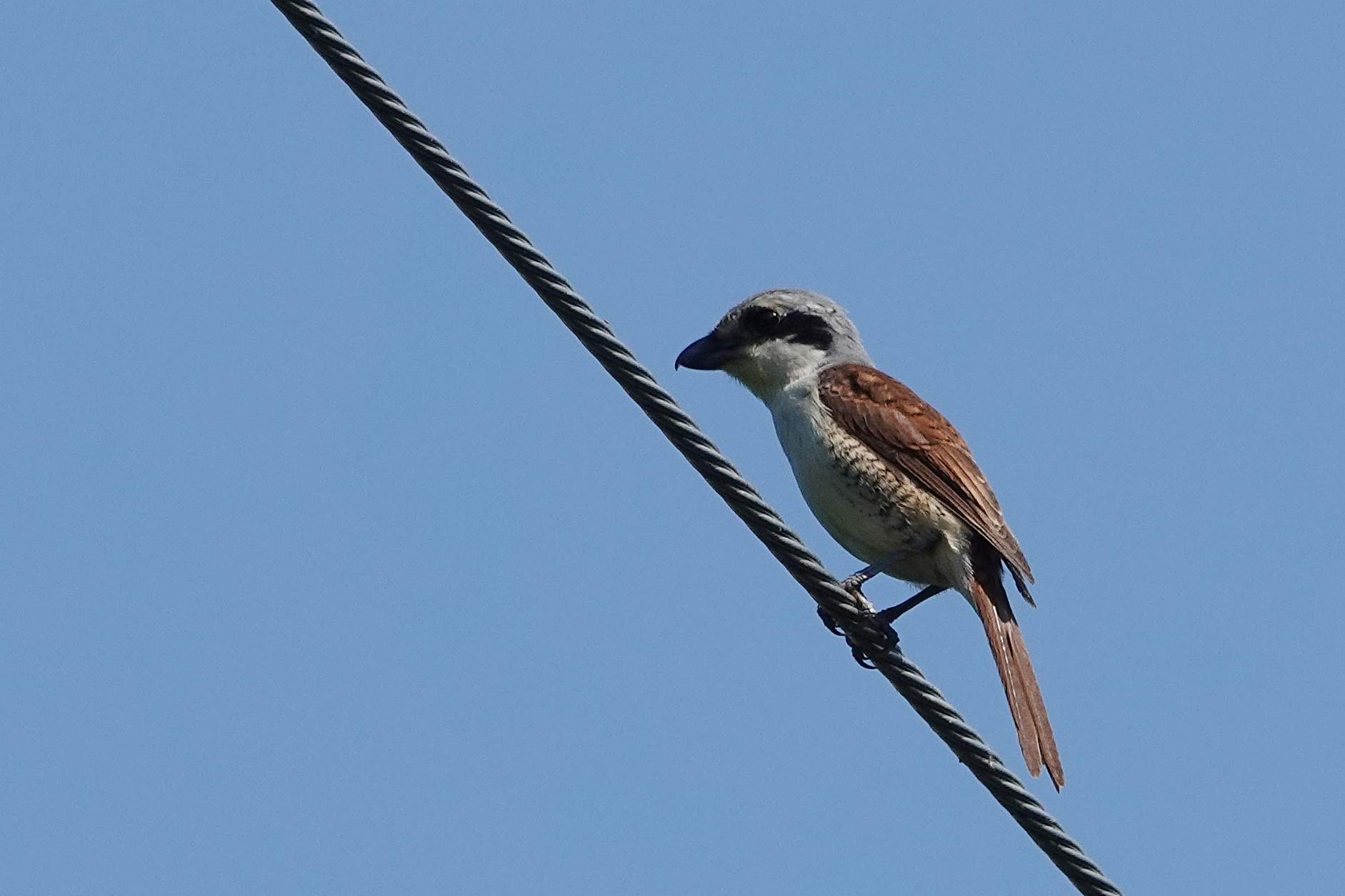  [때까치과] 칡때까치(Thick-billed Shrike) 암컷