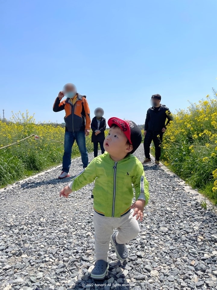 영산강 나주 유채꽃 나들이 14