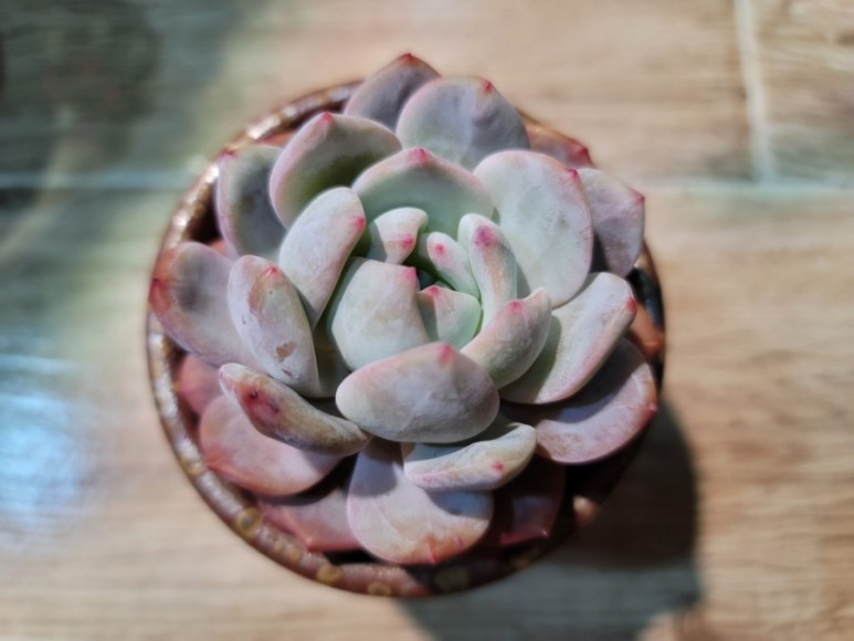 오렌지 먼로 겨울 염소 여름잎 정리 다육 식물 키우는 법 종류명, 16