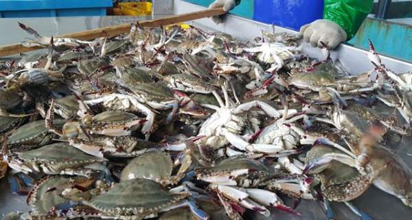 🦀 봄바다를 즐기는 