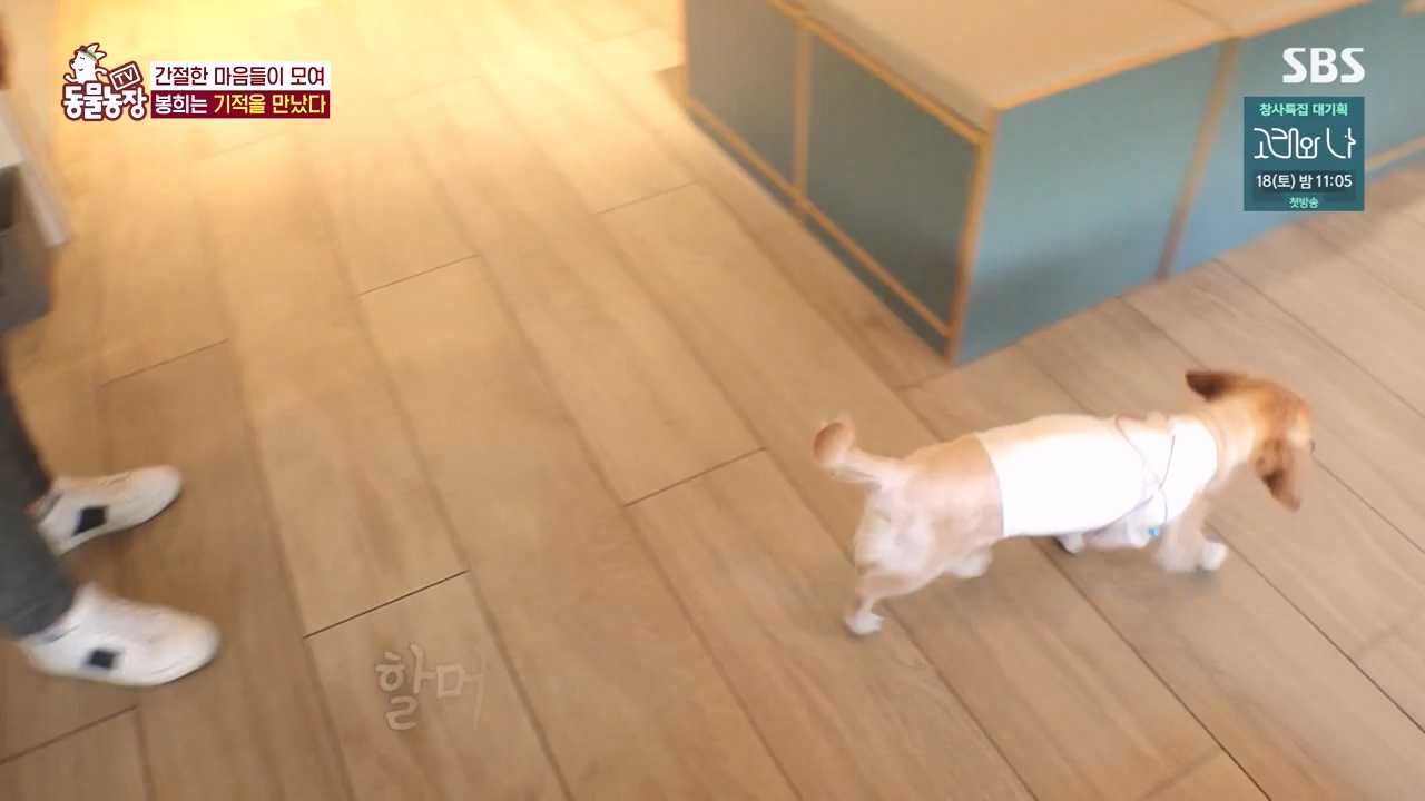 TV 동물농장.E1145.231113p-NEXT.mp4_20231112_173448.252.jpg