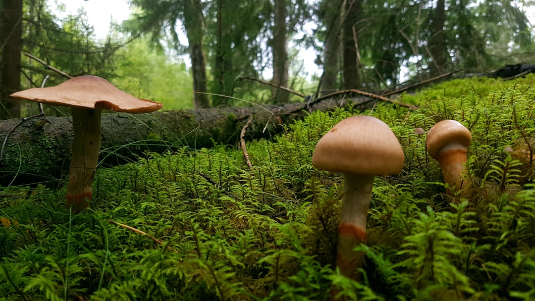 Fungal.