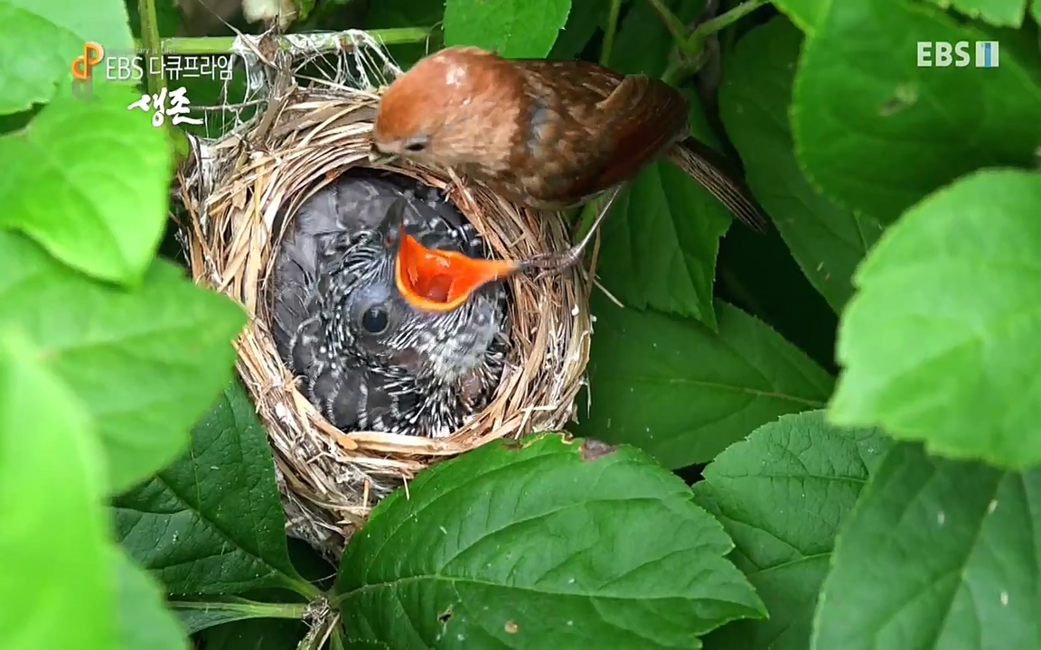 생존 3부_ EBS 다큐프라임_ 220629.avi_20220701_204935.686.jpg