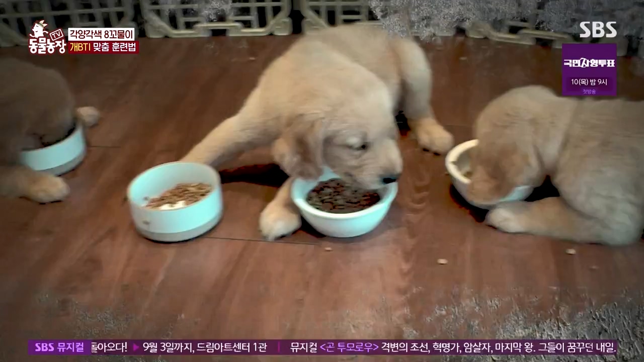 TV 동물농장.E1132.230807p-NEXT.mp4_20230806_164223.255.jpg