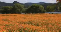 물의 정원