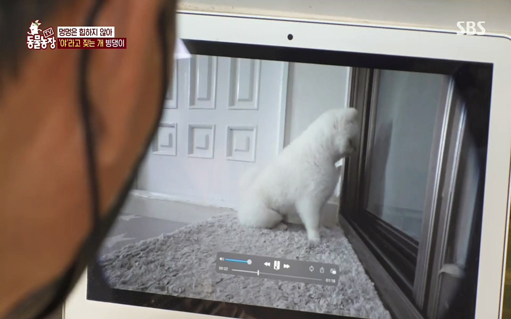 TV 동물농장.E1072.220605p.H264-F1RST.mp4_20220605_181427.292.jpg