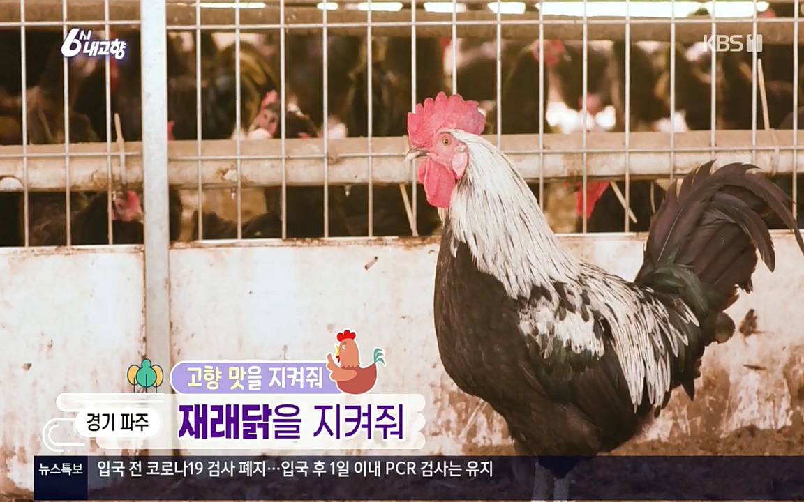 6시 내고향.E7618.220916p.H264-F1RST.mp4_20220920_202503.706.jpg