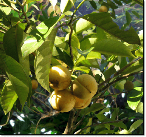 육두구 열매