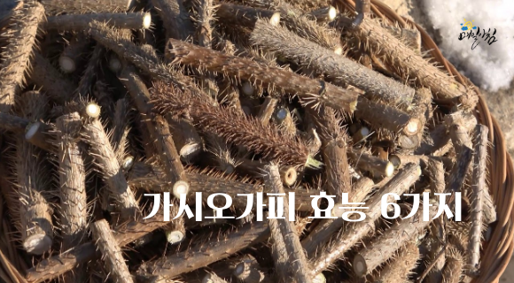  [매일아침좋은글] 가시오가피 효능 6가지