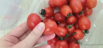 스테비아 방울토마토 칼로리 혈당 하루 섭취량_8