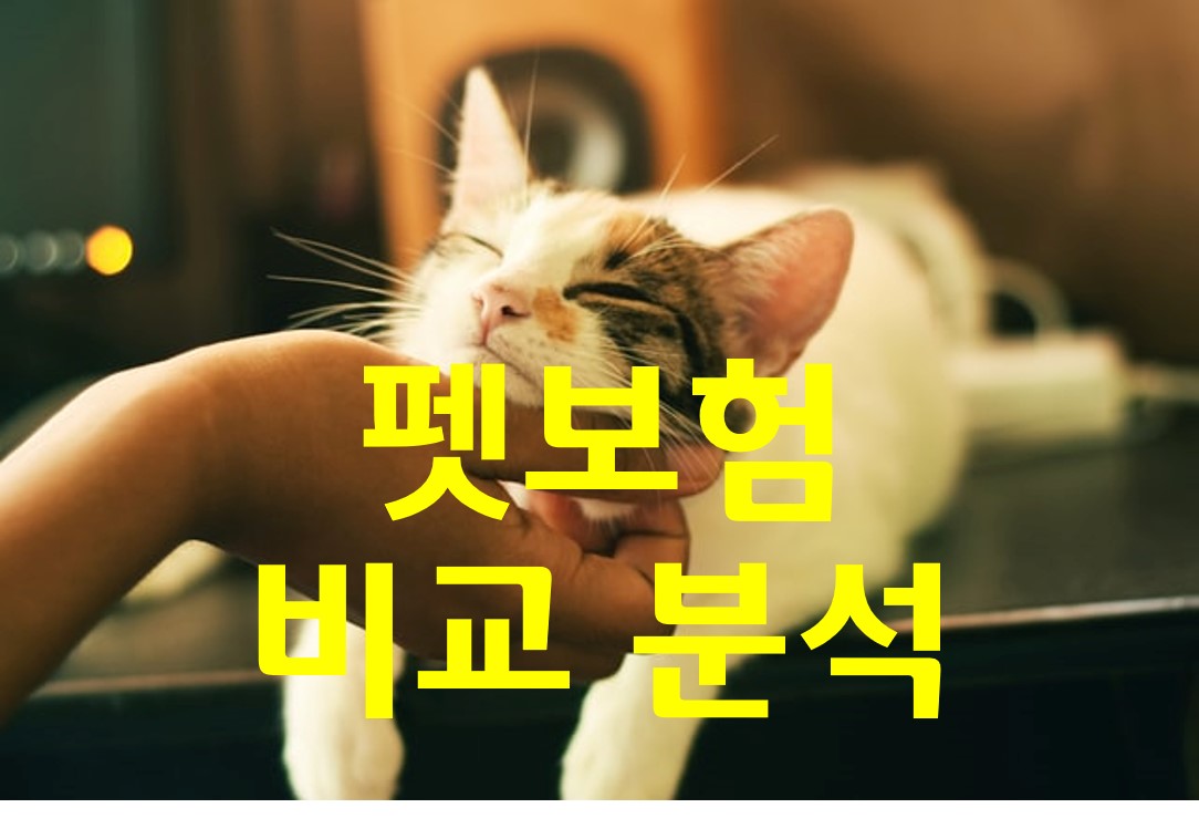  3대 펫보험 보장 범위 비교/ 내새꾸 고양이 보험 가입해보자!