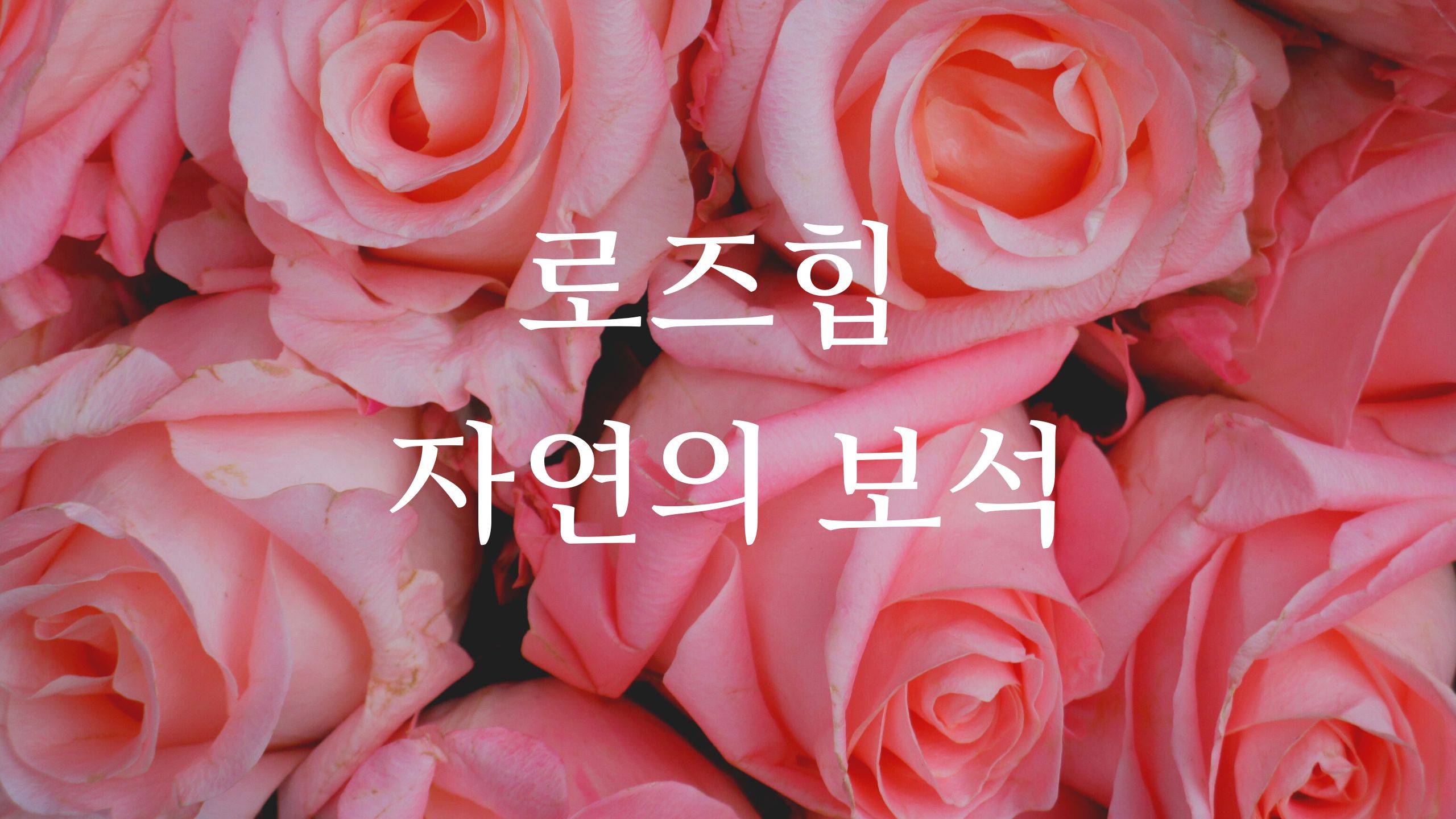  로즈힙 - 자연건강