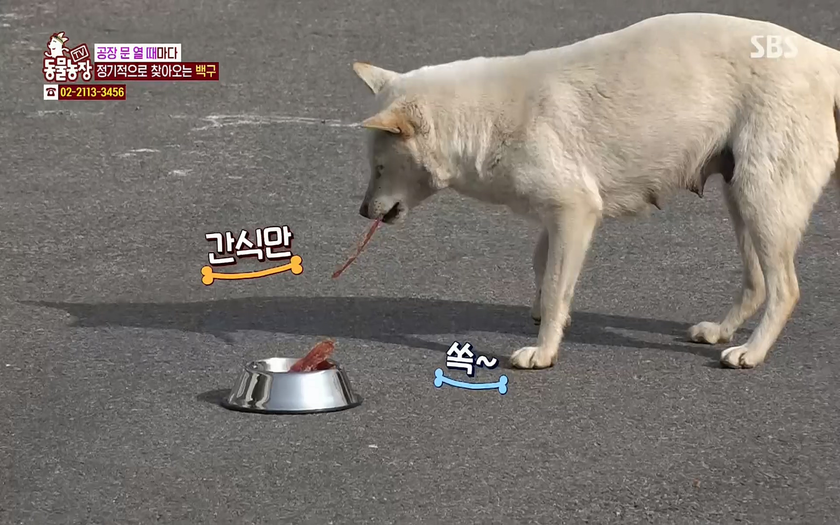 TV 동물농장.E1064.220410p.H264-F1RST.mp4_20220410_184954.791.jpg