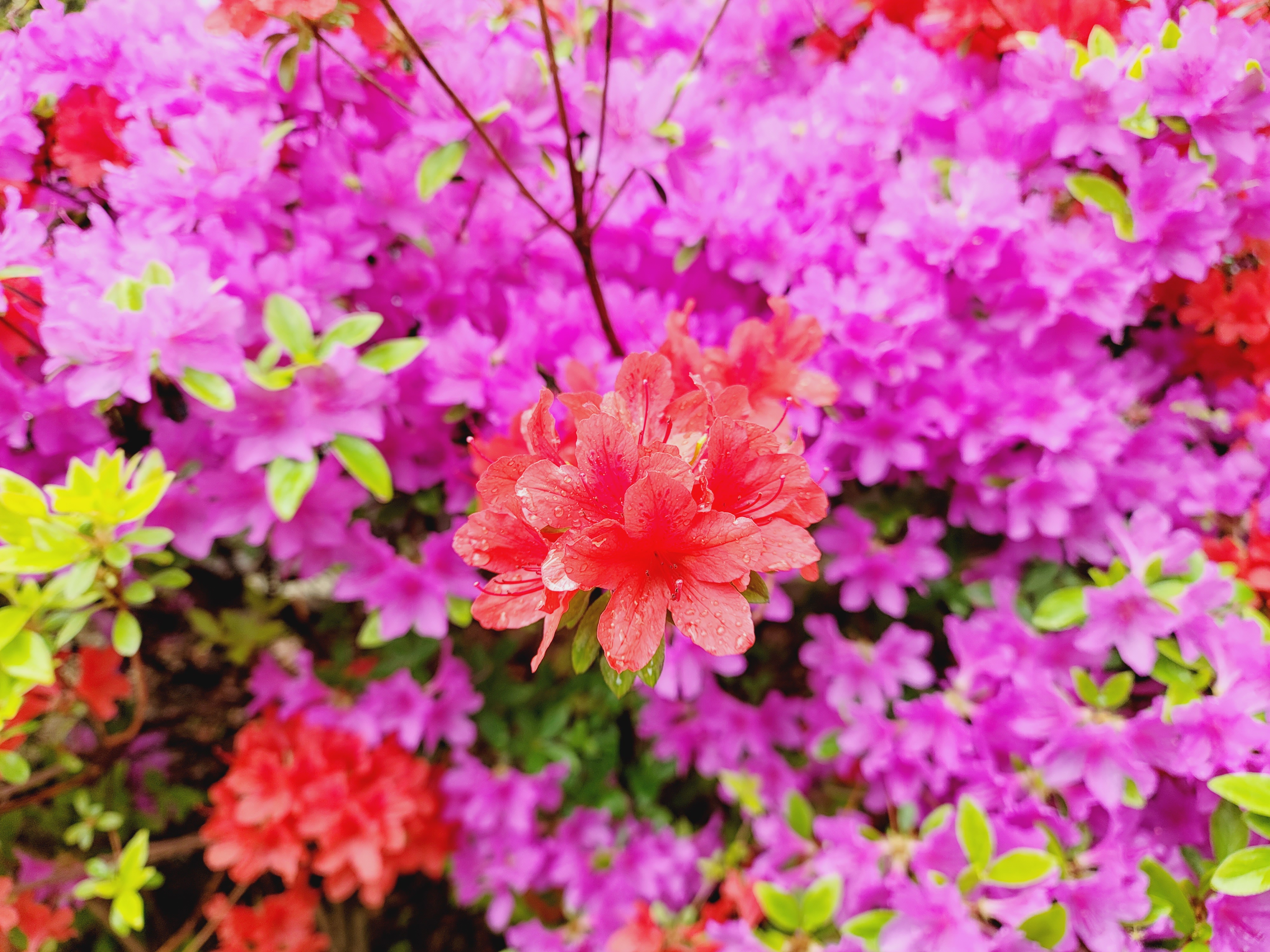 산철쭉 화단접대 29
