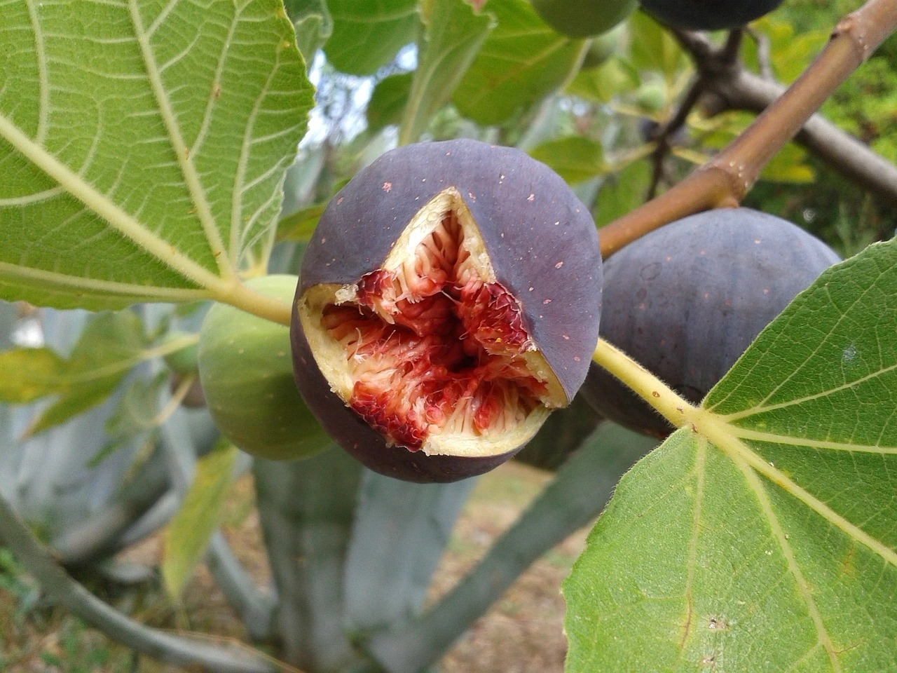 무화과 먹는법 7가지&#44; 무화과 효능 알아보기!