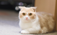  먼치킨 고양이 특징 9가지 및 가격 ( 성격 과 유전병 )
