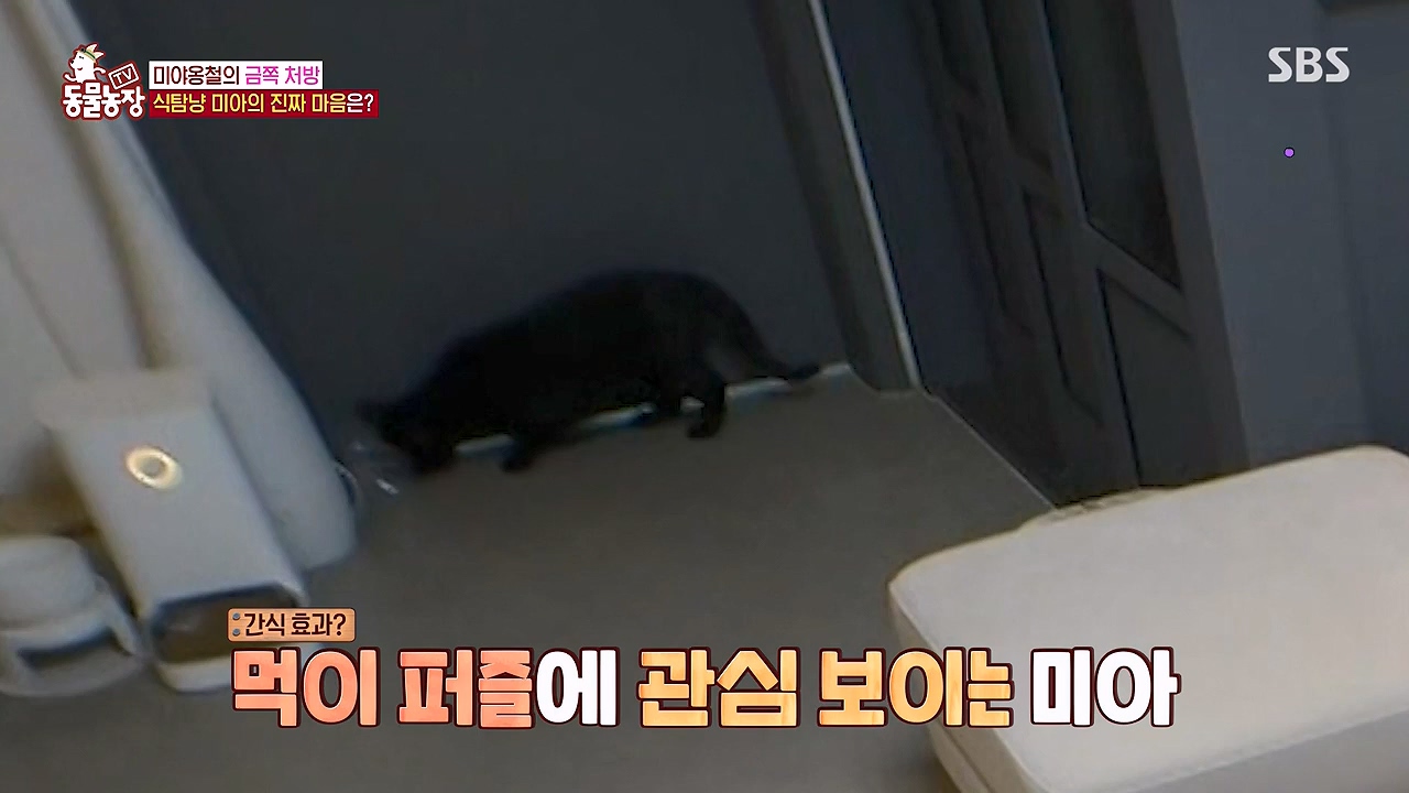 TV 동물농장.E1138.230918p-NEXT.mp4_20230917_174242.342.jpg