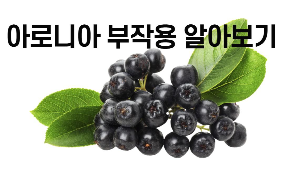  아로니아 부작용 괜찮을까? 알아보기