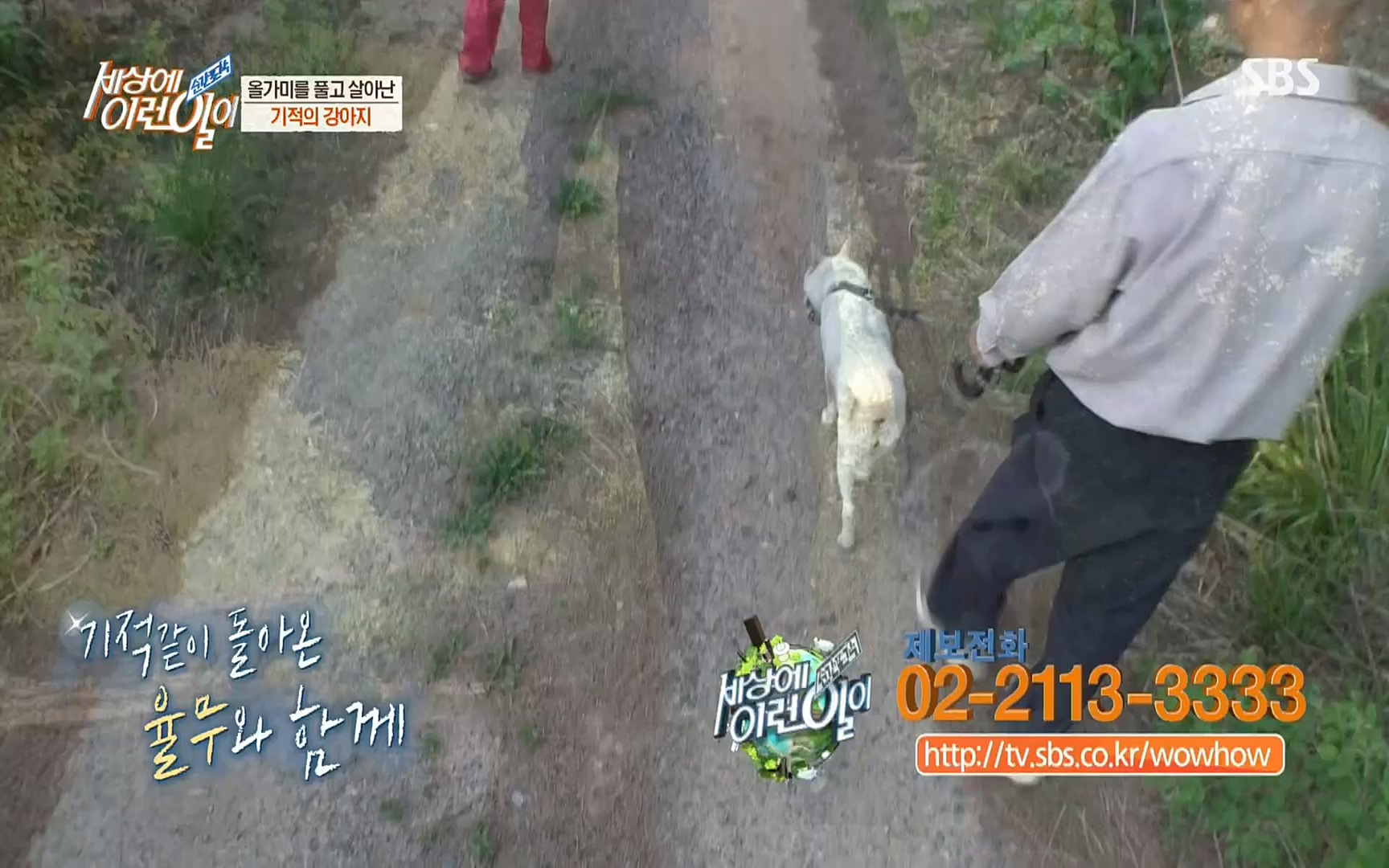 순간포착 세상에 이런일이.E1184.220614p.H264-F1RST.mp4_20220615_201708.619.jpg