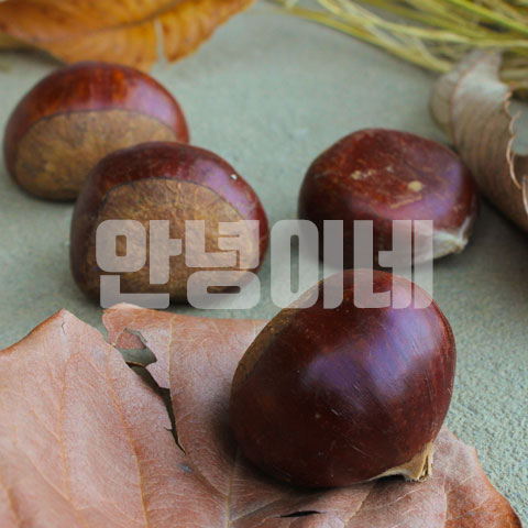 올해 수확한 햇밤 알밤