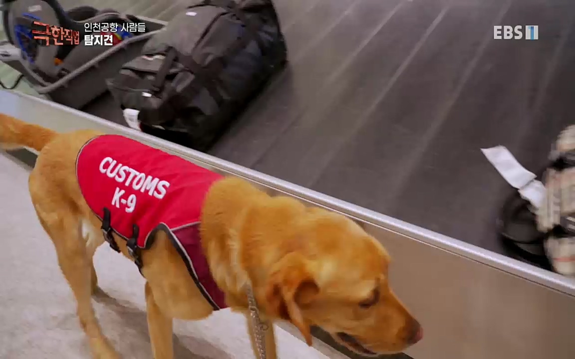 TV - 교육의 중심 EBS인천공항 사람들.mp4_20220828_173040.369.jpg