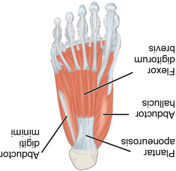 발바닥관련근육